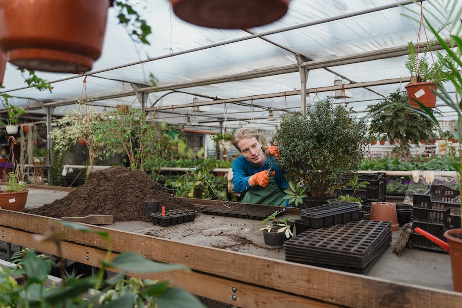  Hecke in Form schneiden: Wann ist der beste Zeitpunkt?