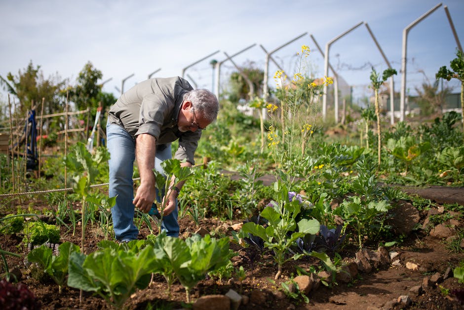 Gartenform schneiden - wann ist der richtige Zeitpunkt?